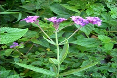 Verbena rigida